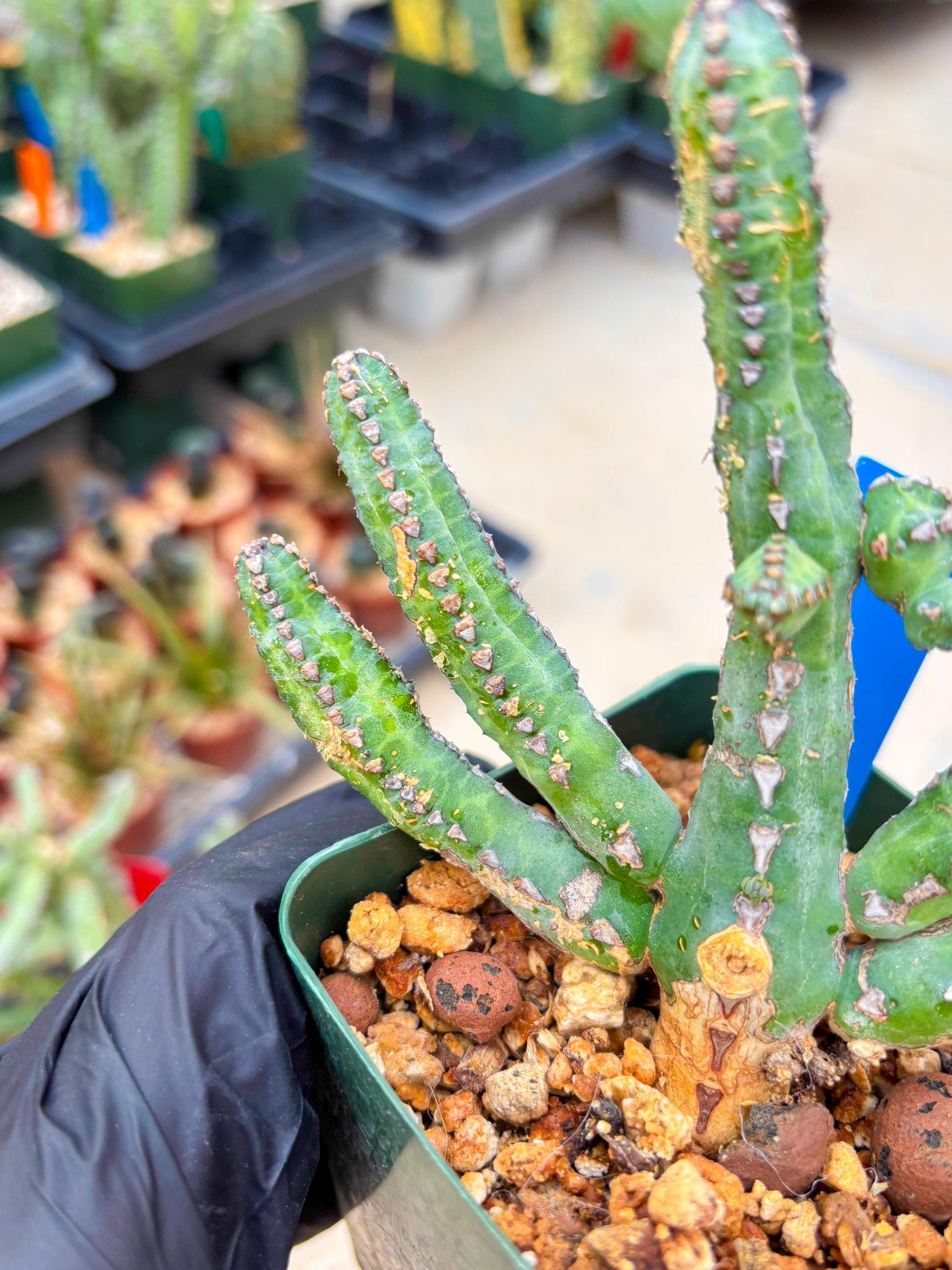 Euphorb Heterochroma (B) | Hard to Import!!! Each Branch can be propagated