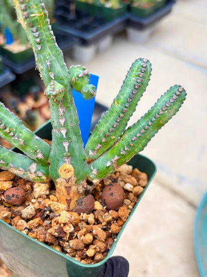 Euphorb Heterochroma (B) | Hard to Import!!! Each Branch can be propagated