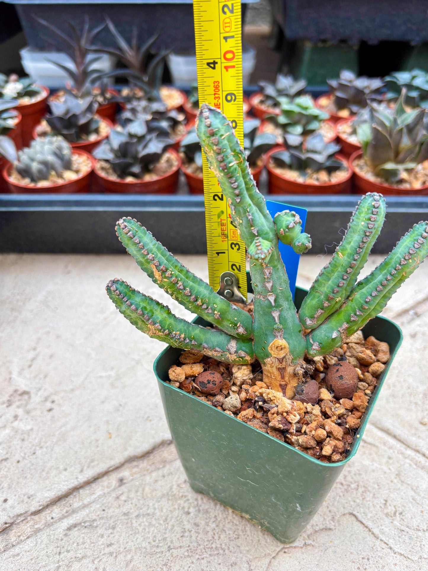 Euphorb Heterochroma (B) | Hard to Import!!! Each Branch can be propagated