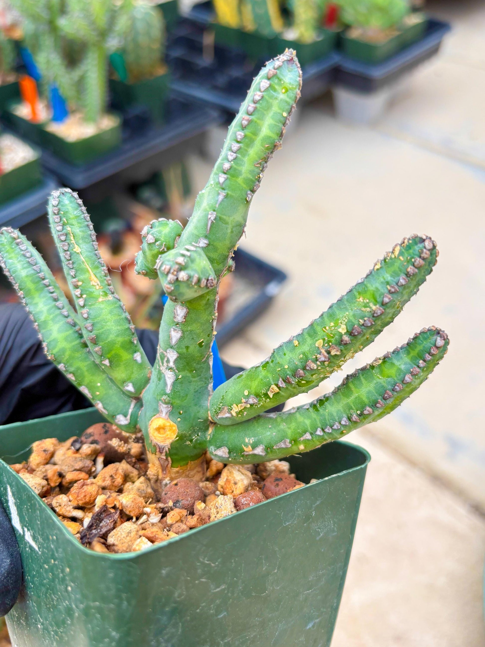 Euphorb Heterochroma (B) | Hard to Import!!! Each Branch can be propagated