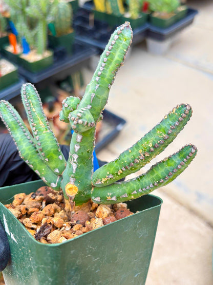 Euphorb Heterochroma (B) | Hard to Import!!! Each Branch can be propagated