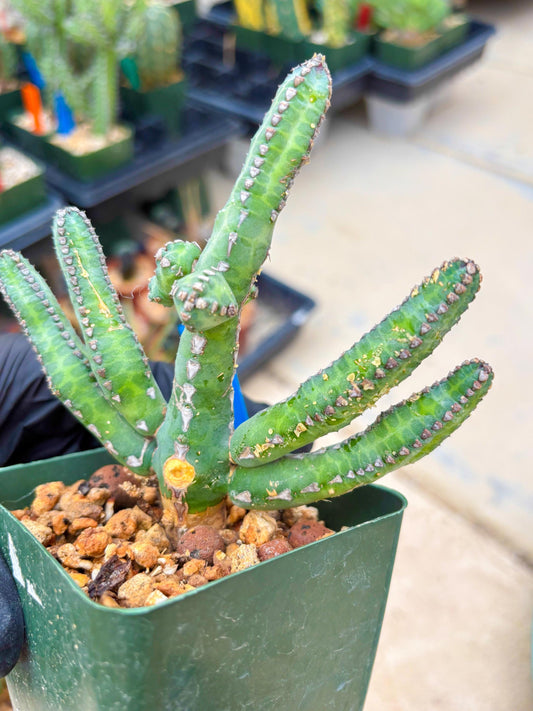 Euphorb Heterochroma (B) | Hard to Import!!! Each Branch can be propagated