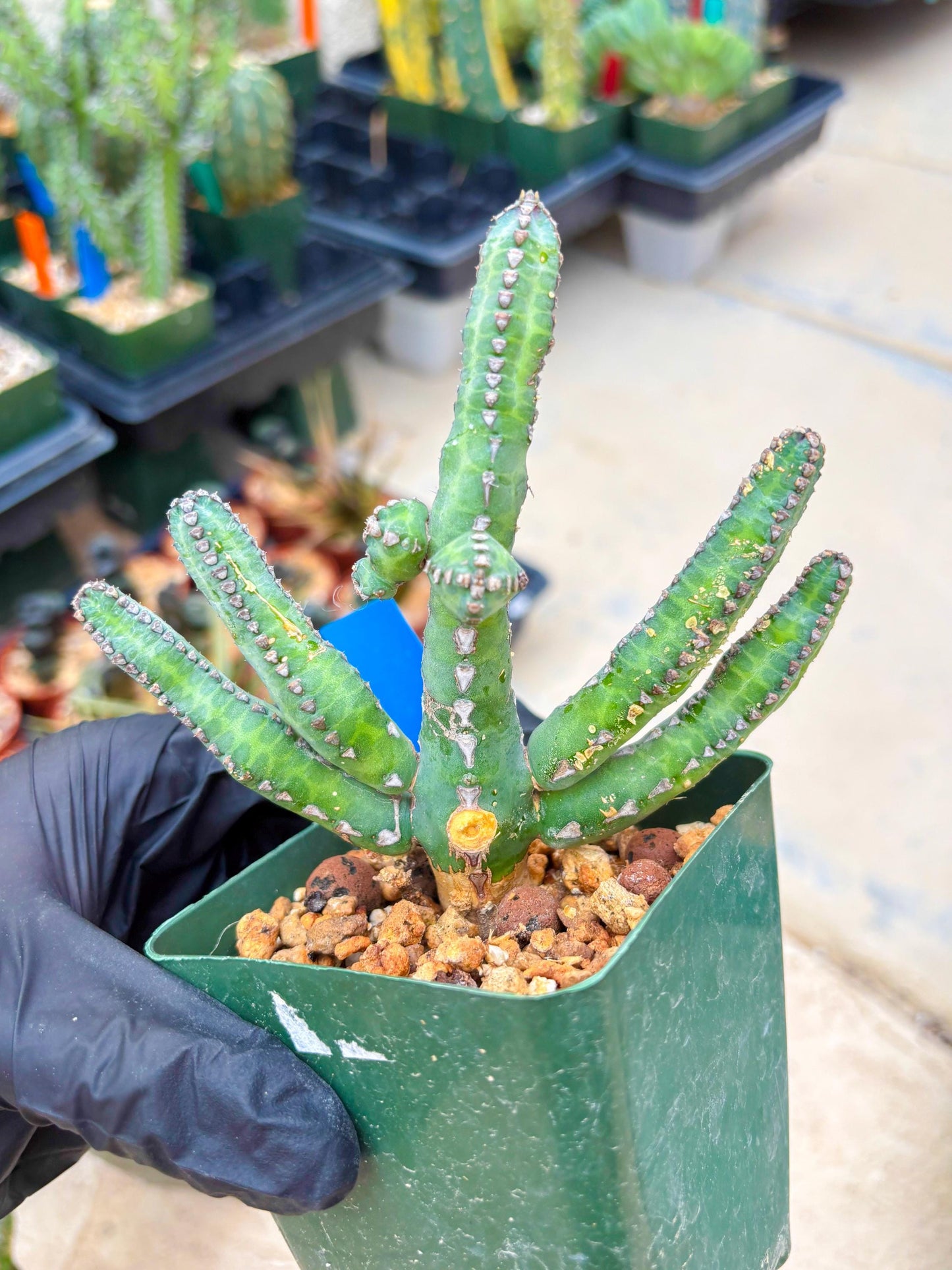 Euphorb Heterochroma (B) | Hard to Import!!! Each Branch can be propagated