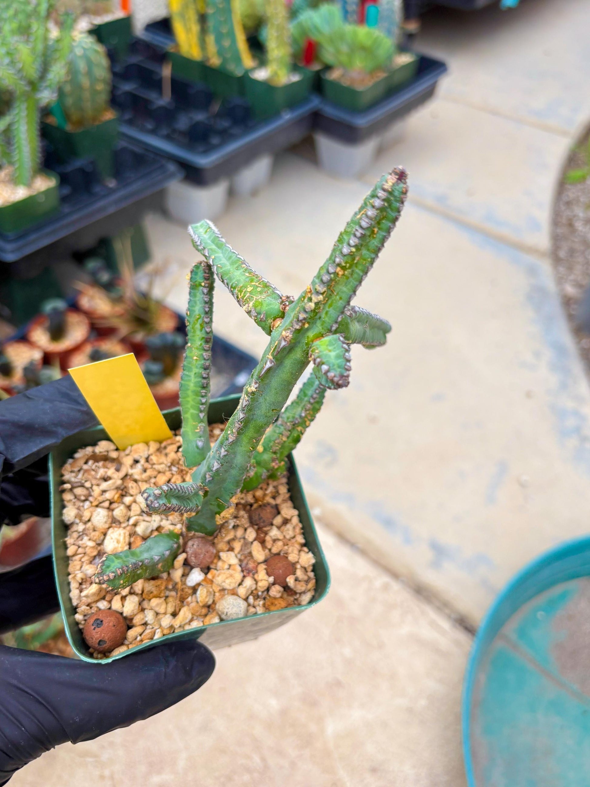 Euphorb Heterochroma (Y) | Hard to Import!!! Each Branch can be propagated