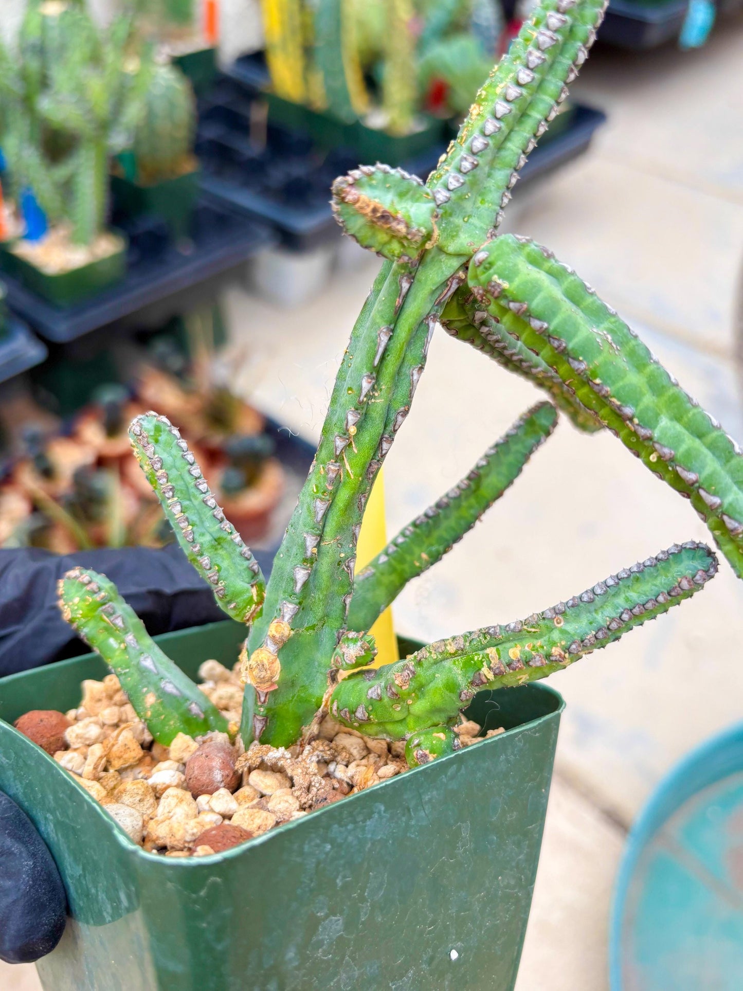 Euphorb Heterochroma (Y) | Hard to Import!!! Each Branch can be propagated