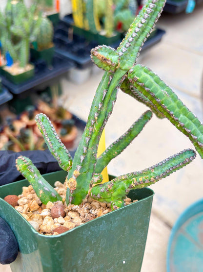 Euphorb Heterochroma (Y) | Hard to Import!!! Each Branch can be propagated