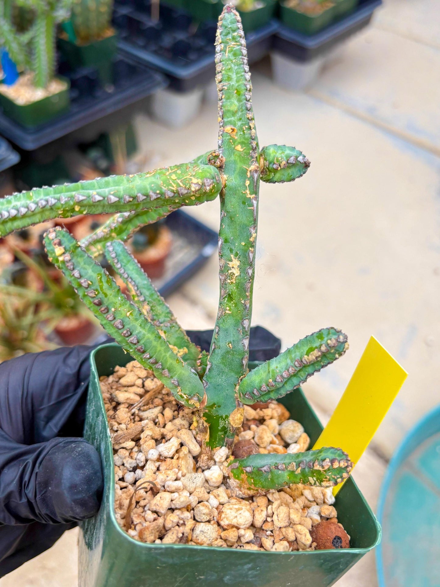 Euphorb Heterochroma (Y) | Hard to Import!!! Each Branch can be propagated