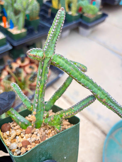 Euphorb Heterochroma (Y) | Hard to Import!!! Each Branch can be propagated