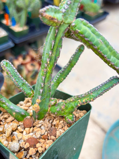 Euphorb Heterochroma (Y) | Hard to Import!!! Each Branch can be propagated