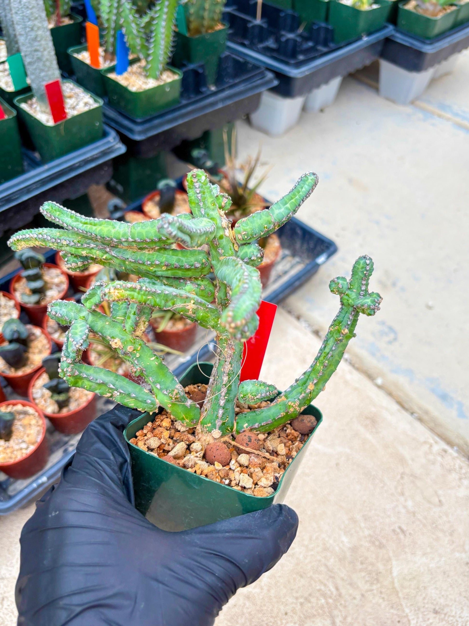 Euphorb Heterochroma (R) | Hard to Import!!! Each Branch can be propagated