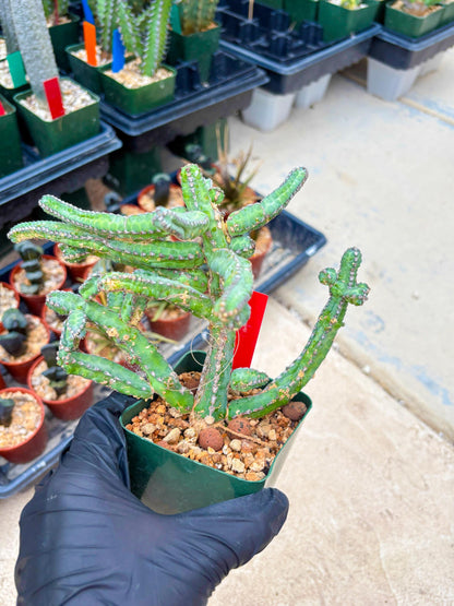 Euphorb Heterochroma (R) | Hard to Import!!! Each Branch can be propagated