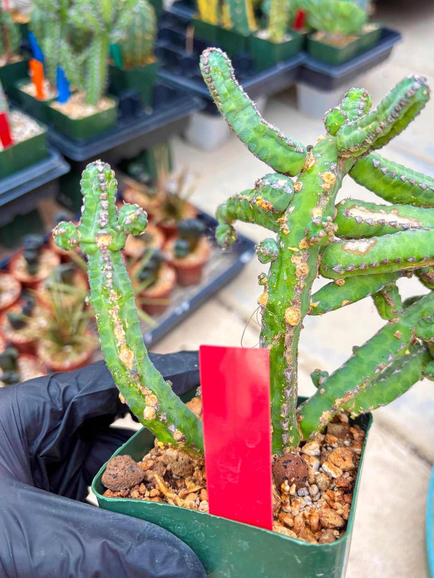 Euphorb Heterochroma (R) | Hard to Import!!! Each Branch can be propagated