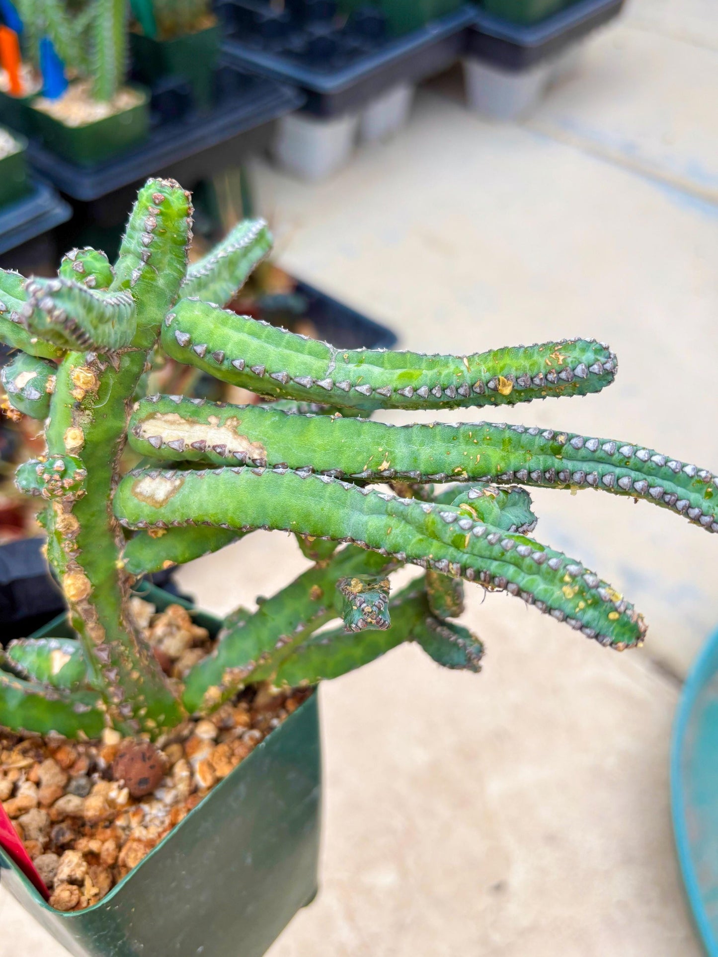 Euphorb Heterochroma (R) | Hard to Import!!! Each Branch can be propagated