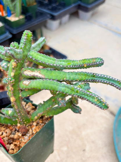 Euphorb Heterochroma (R) | Hard to Import!!! Each Branch can be propagated