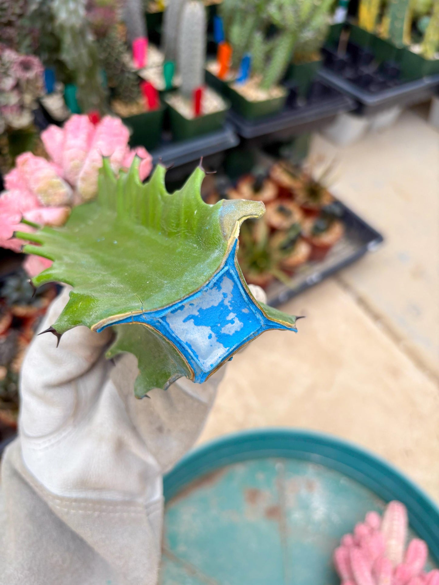 Euphorb Abdelkuri variegated Pink (Blue) | ONLY For Advanced Grower