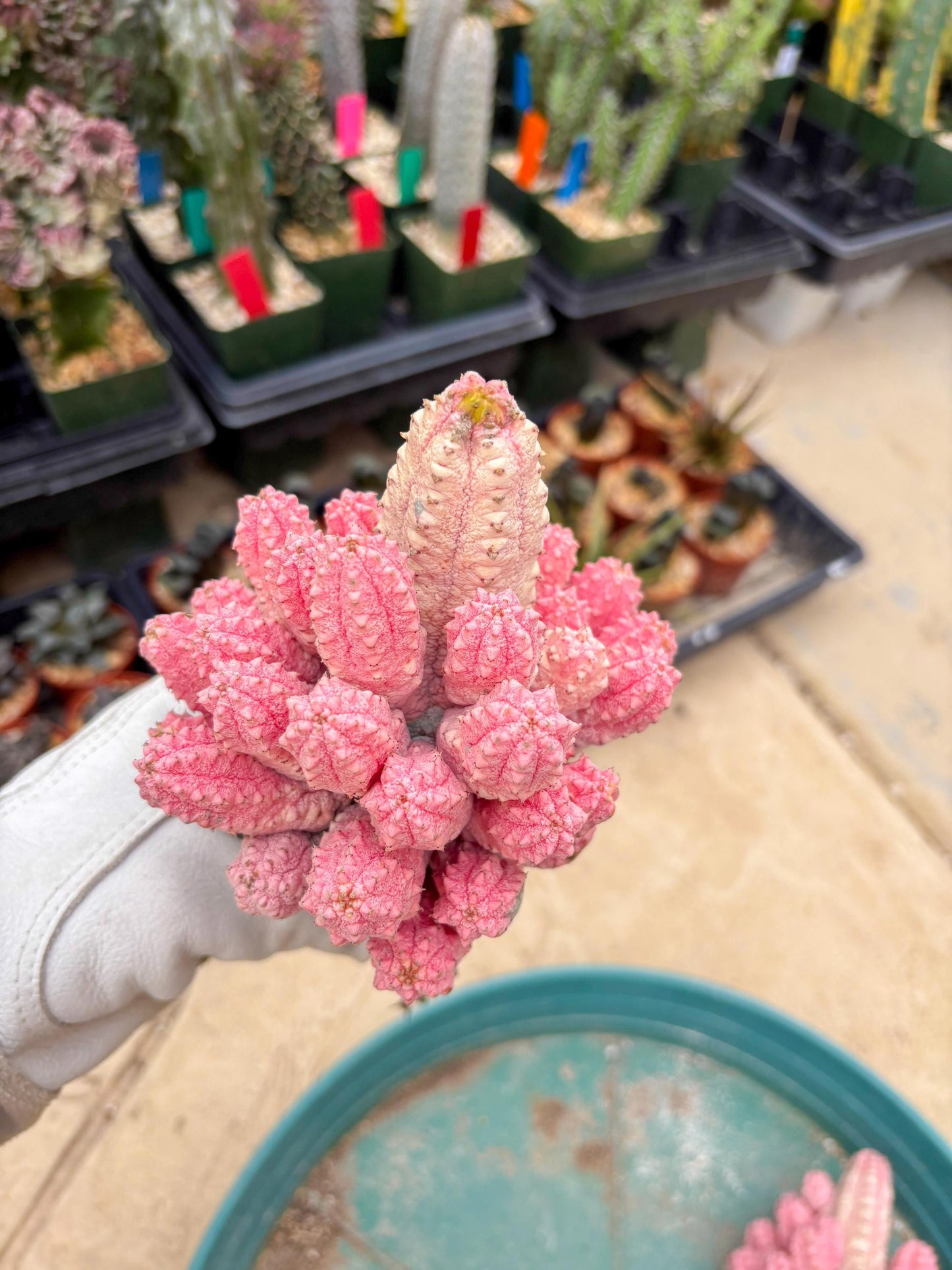 Euphorb Abdelkuri variegated Pink (Blue) | ONLY For Advanced Grower