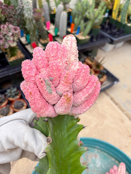 Euphorb Abdelkuri variegated Pink (Blue) | ONLY For Advanced Grower