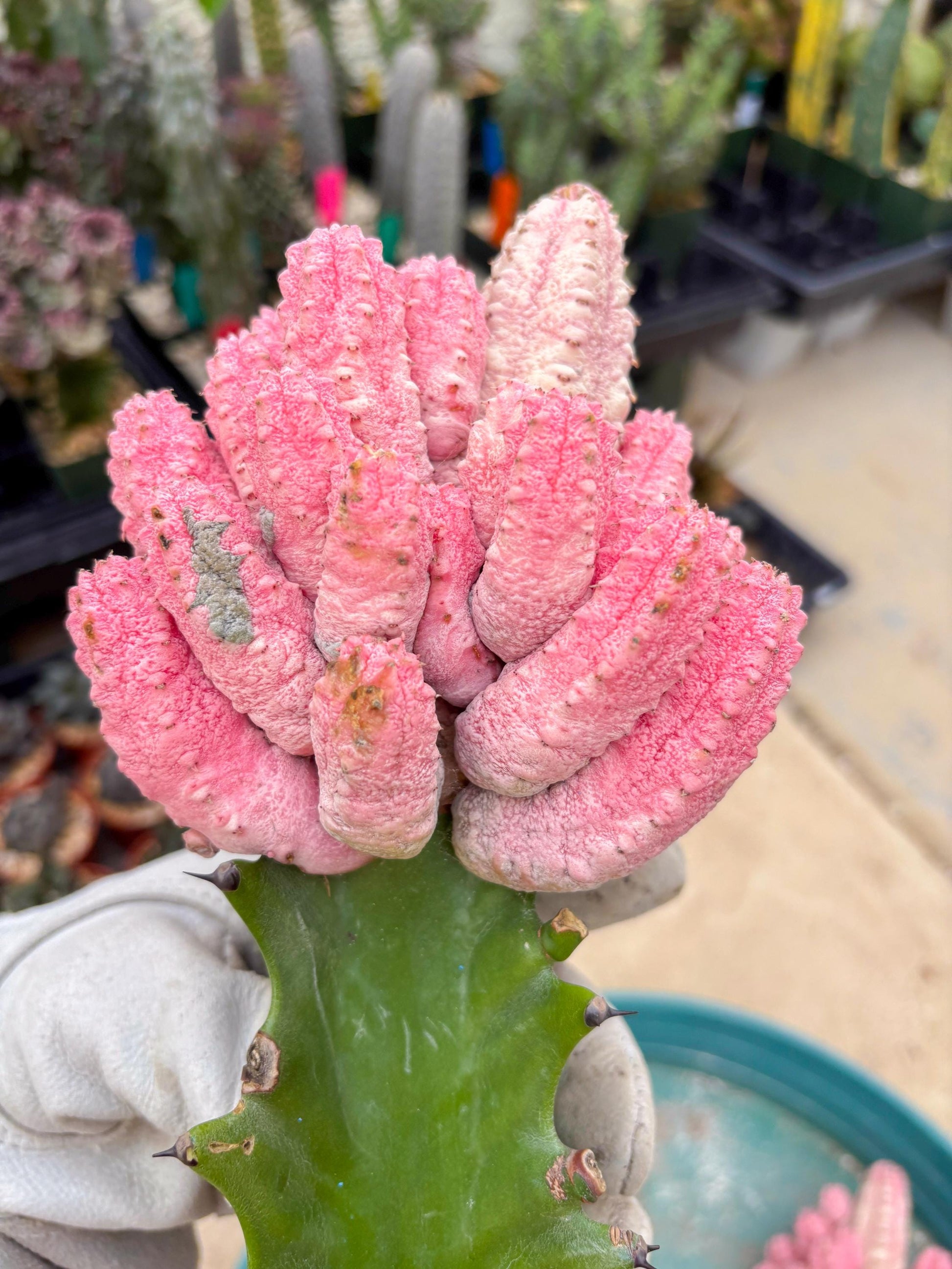 Euphorb Abdelkuri variegated Pink (Blue) | ONLY For Advanced Grower