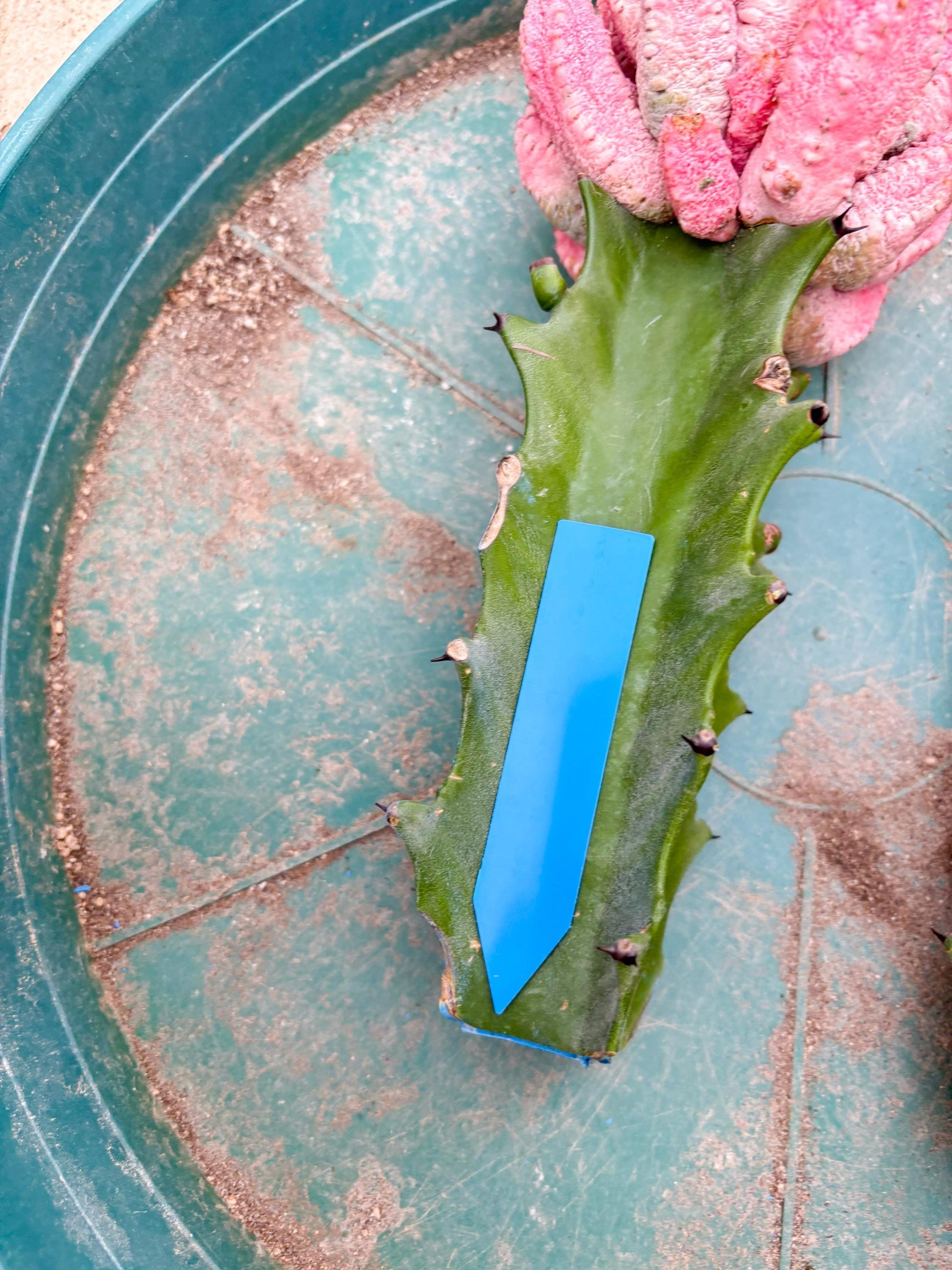 Euphorb Abdelkuri variegated Pink (Blue) | ONLY For Advanced Grower