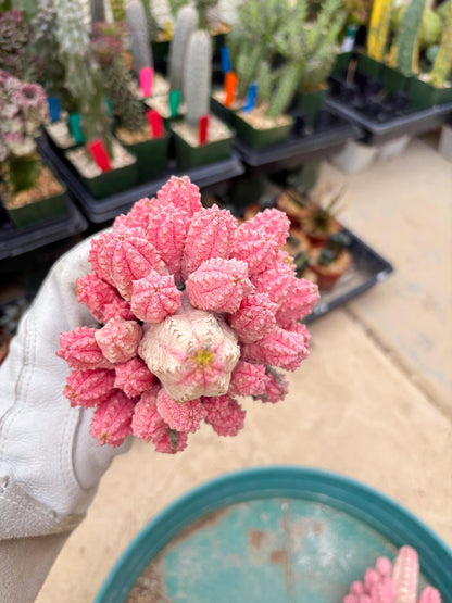 Euphorb Abdelkuri variegated Pink (Blue) | ONLY For Advanced Grower