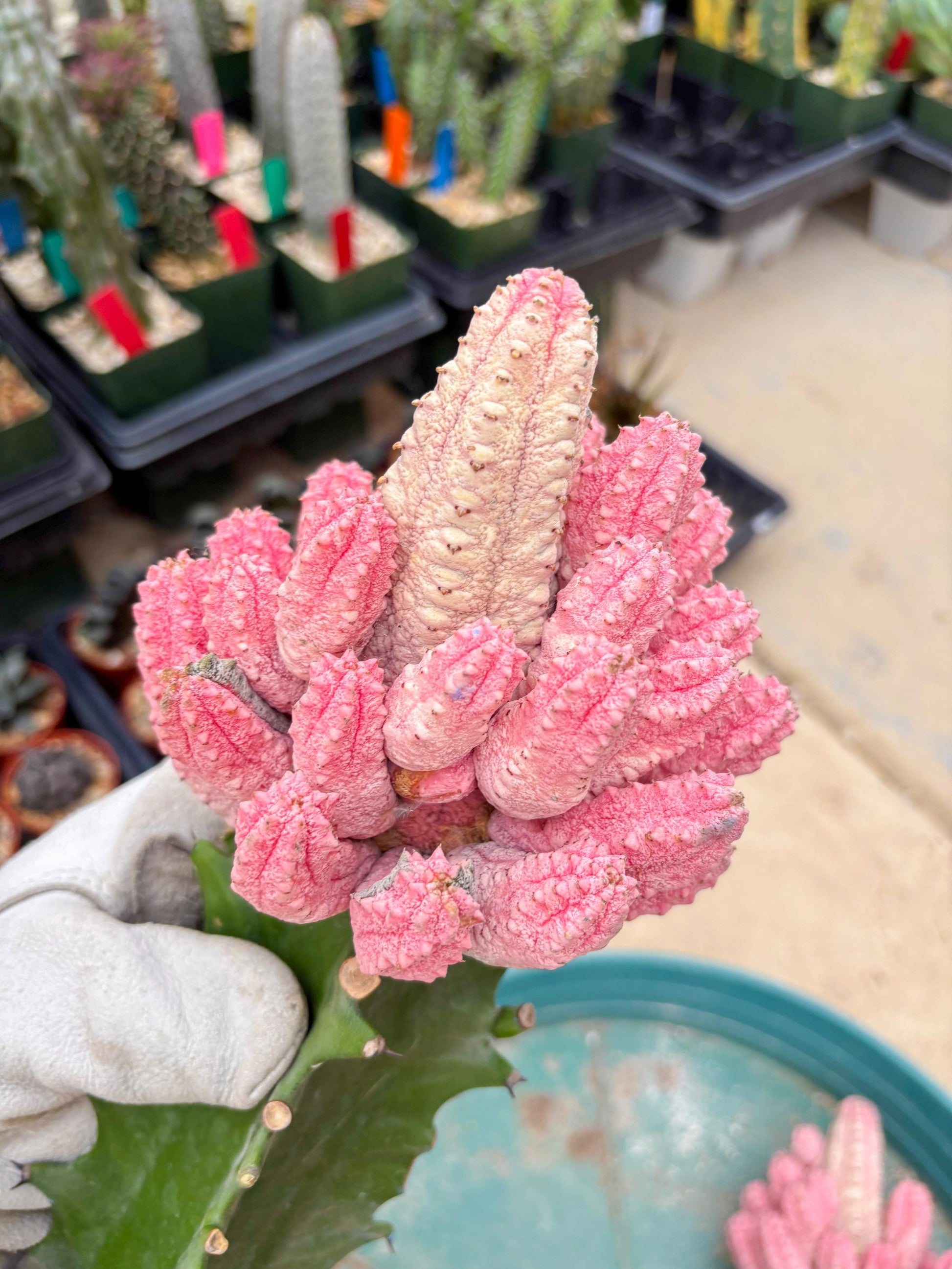 Euphorb Abdelkuri variegated Pink (Blue) | ONLY For Advanced Grower