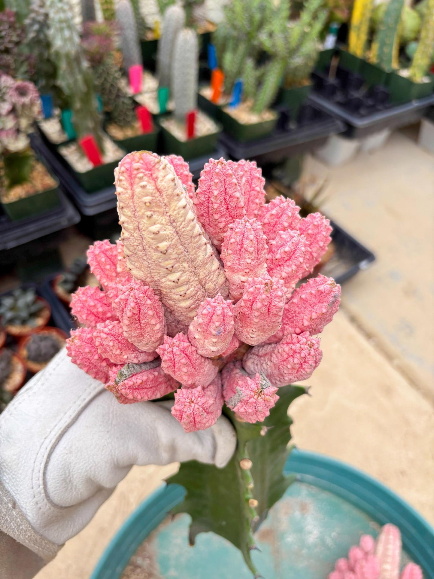 Euphorb Abdelkuri variegated Pink (Blue) | ONLY For Advanced Grower