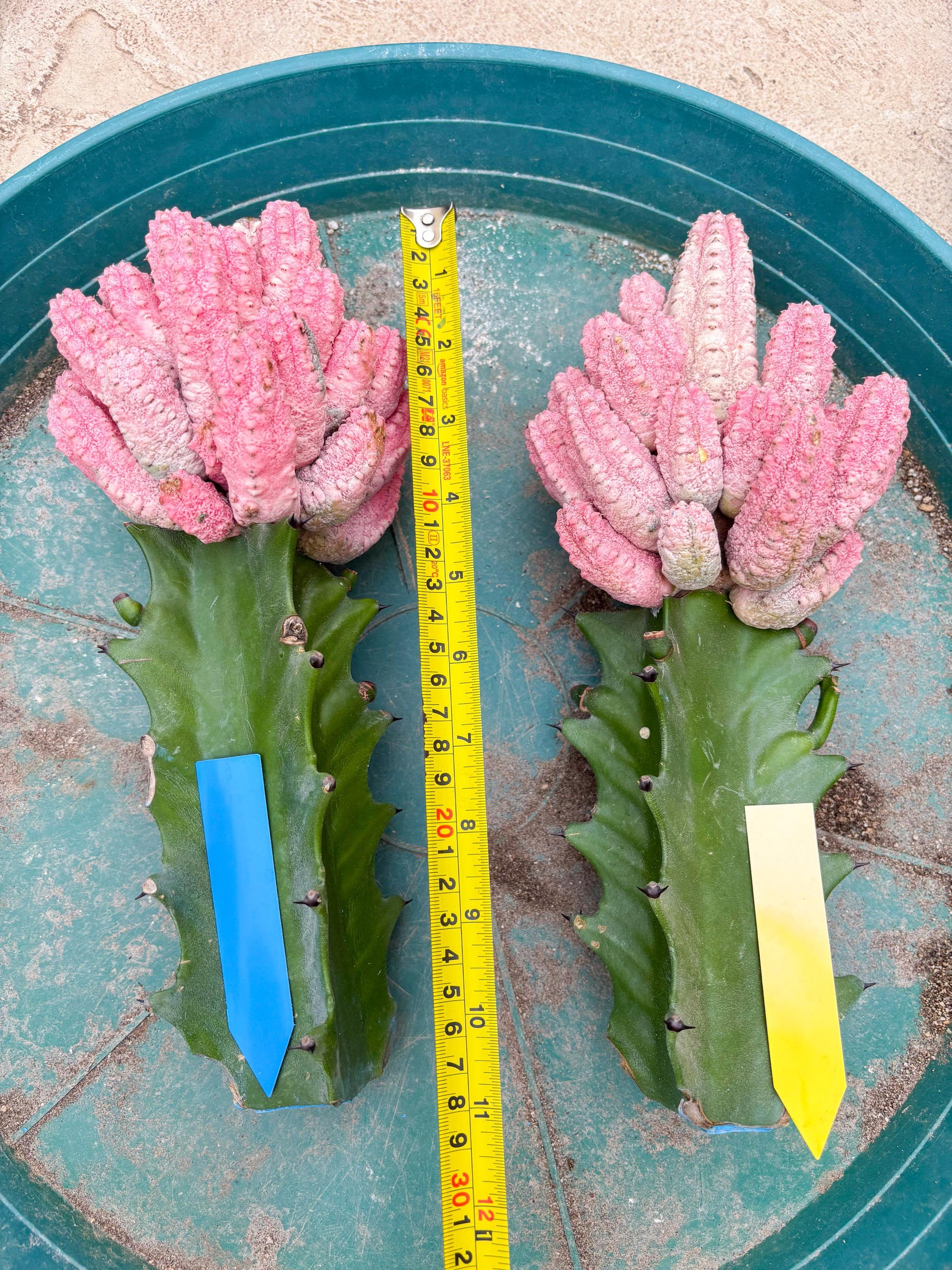 Euphorb Abdelkuri variegated Pink (Yellow) | ONLY For Advanced Grower