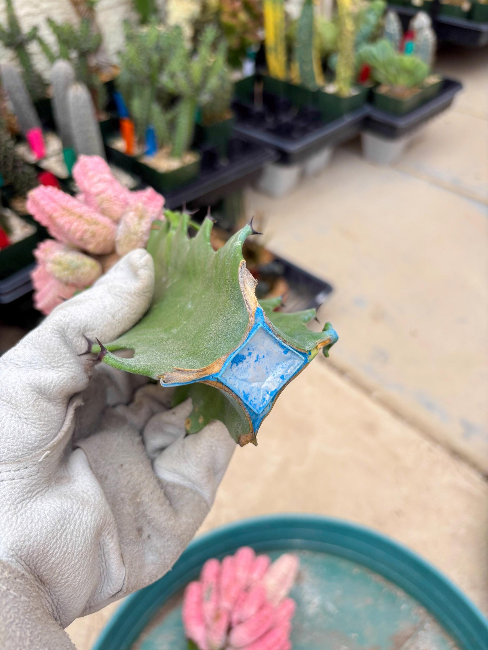 Euphorb Abdelkuri variegated Pink (Yellow) | ONLY For Advanced Grower