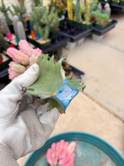 Euphorb Abdelkuri variegated Pink (Yellow) | ONLY For Advanced Grower