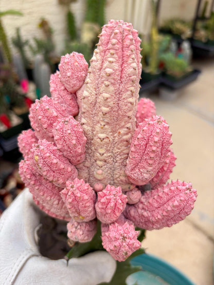 Euphorb Abdelkuri variegated Pink (Yellow) | ONLY For Advanced Grower