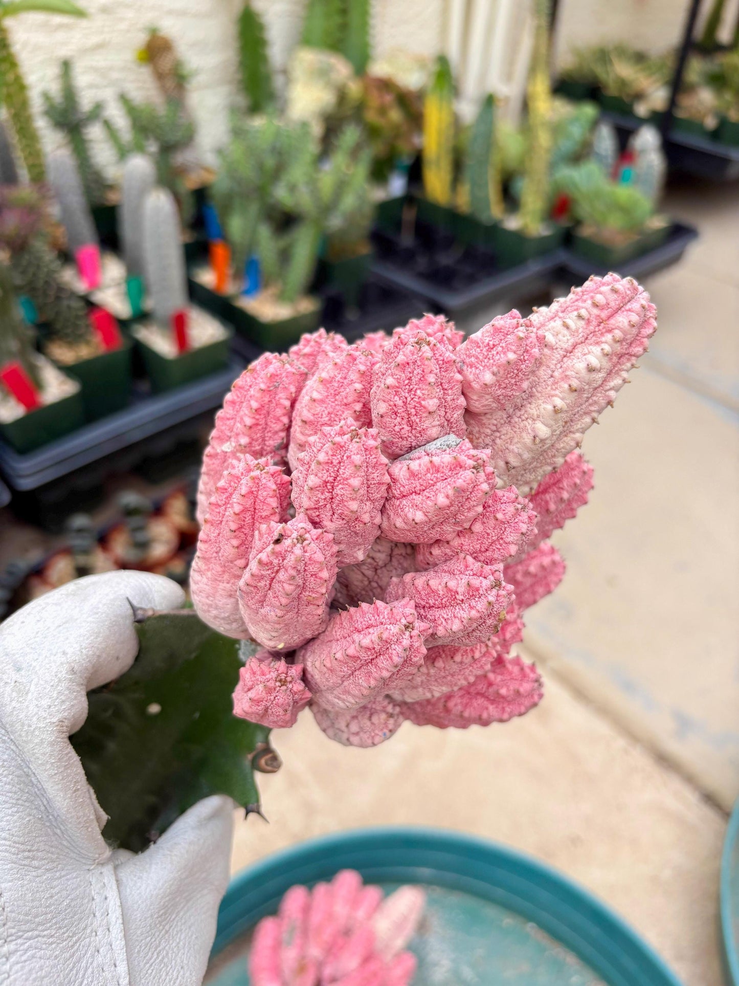 Euphorb Abdelkuri variegated Pink (Yellow) | ONLY For Advanced Grower