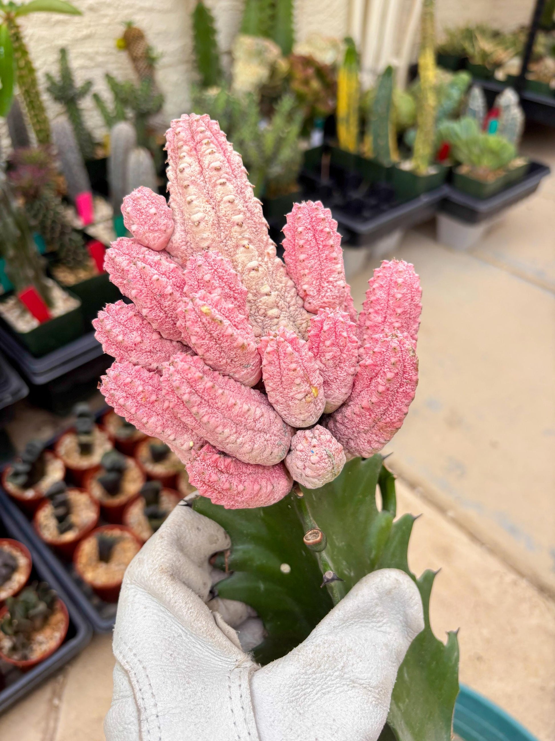 Euphorb Abdelkuri variegated Pink (Yellow) | ONLY For Advanced Grower