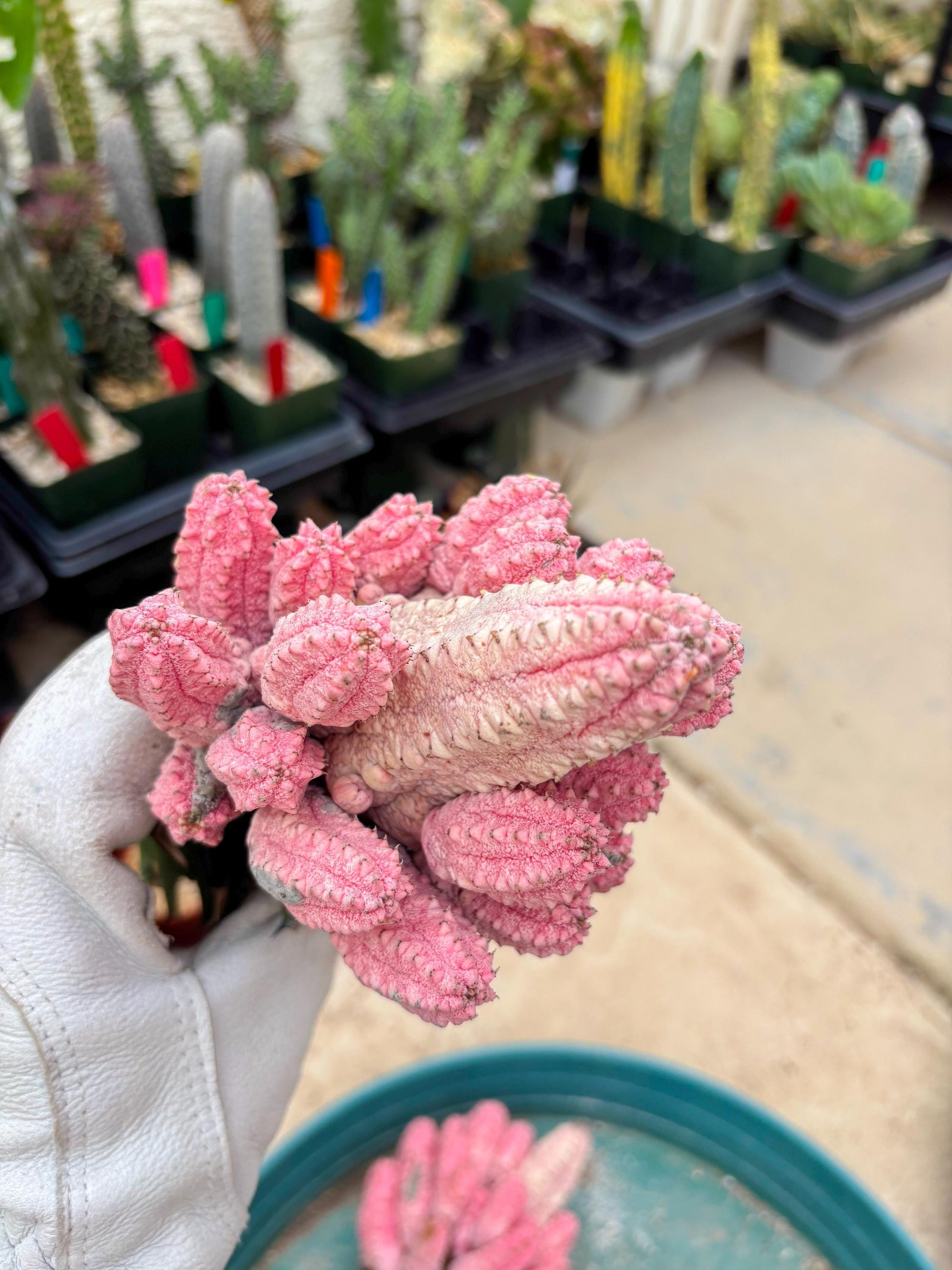 Euphorb Abdelkuri variegated Pink (Yellow) | ONLY For Advanced Grower