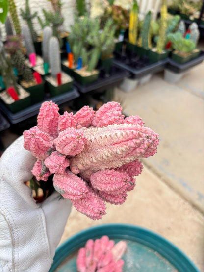 Euphorb Abdelkuri variegated Pink (Yellow) | ONLY For Advanced Grower