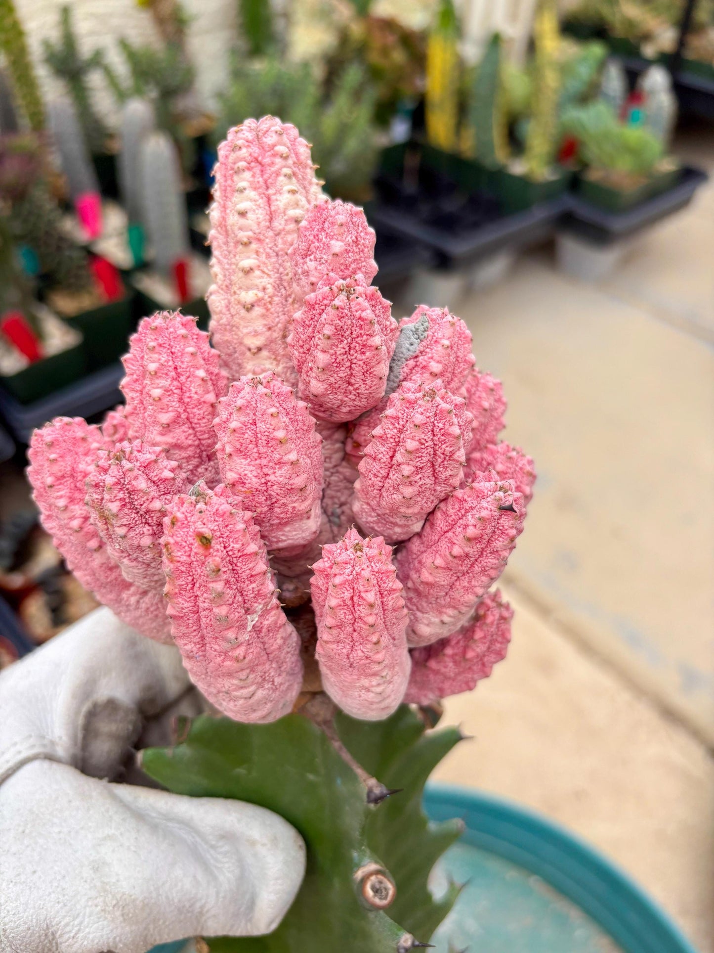 Euphorb Abdelkuri variegated Pink (Yellow) | ONLY For Advanced Grower