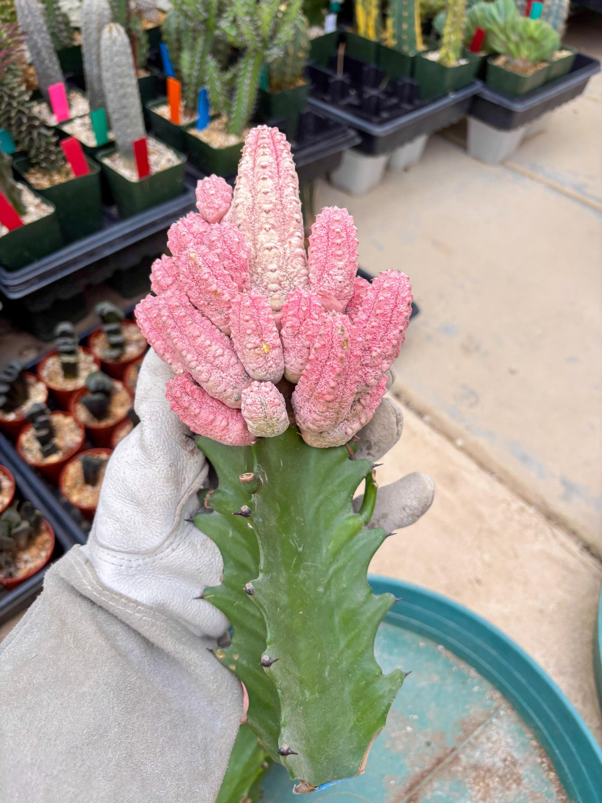 Euphorb Abdelkuri variegated Pink (Yellow) | ONLY For Advanced Grower