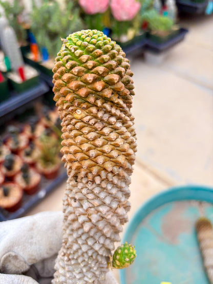 Euphorb Kaimagyoku or Hypogaea (Yellow) | Imported Plants