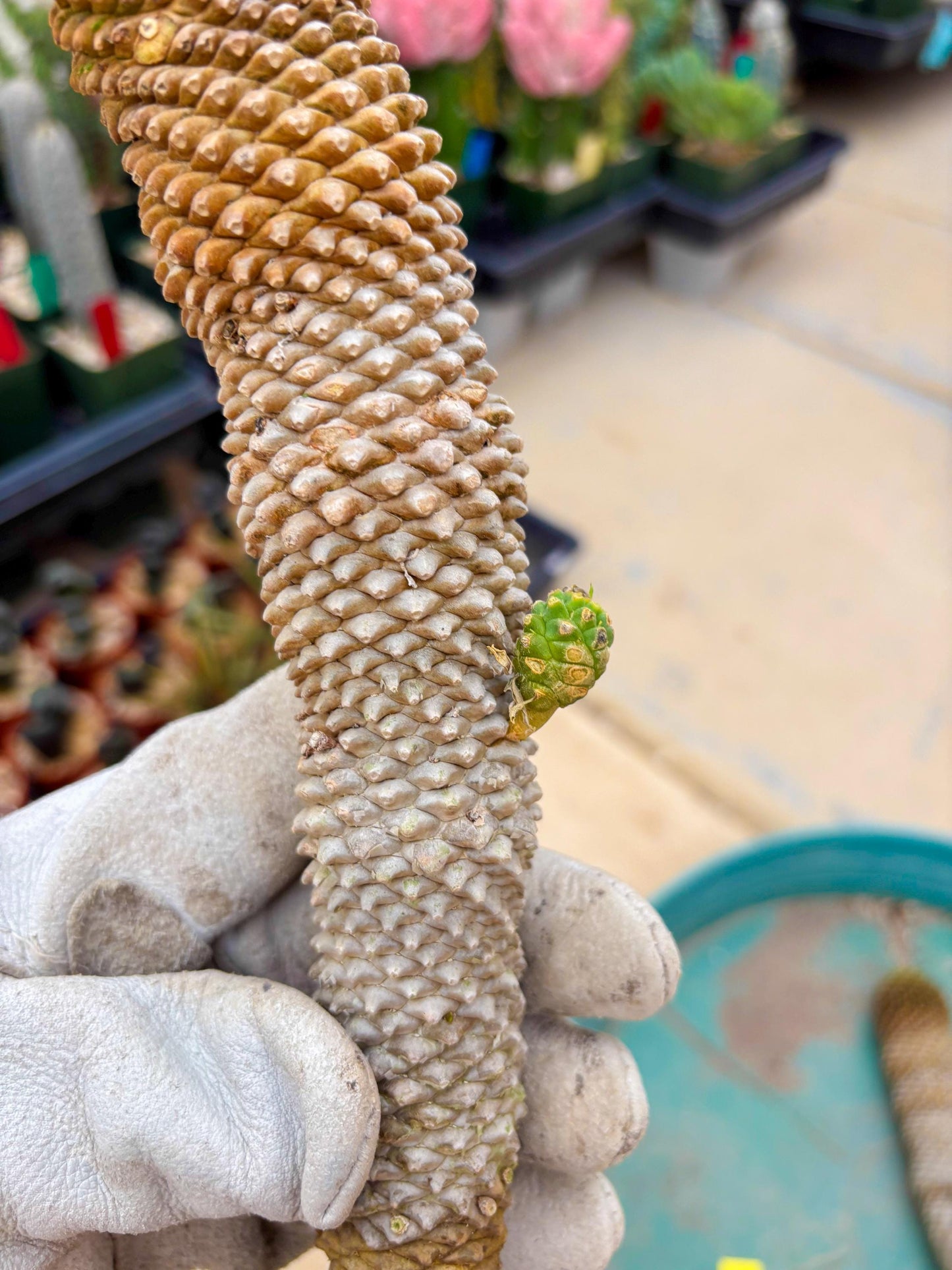 Euphorb Kaimagyoku or Hypogaea (Yellow) | Imported Plants
