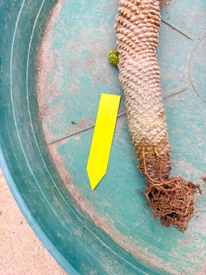 Euphorb Kaimagyoku or Hypogaea (Yellow) | Imported Plants