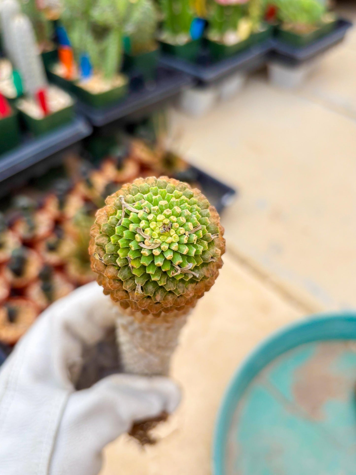 Euphorb Kaimagyoku or Hypogaea (Yellow) | Imported Plants