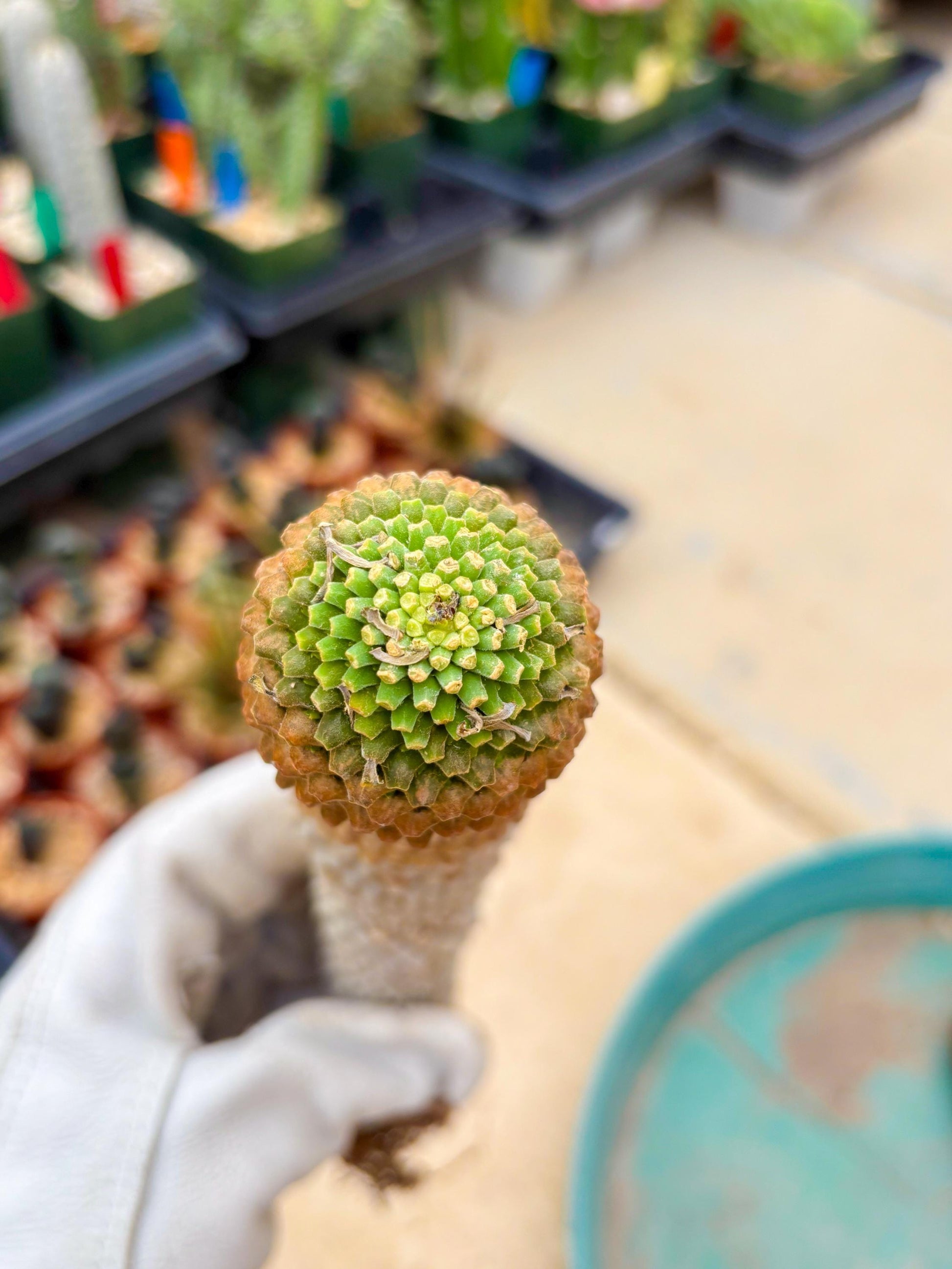 Euphorb Kaimagyoku or Hypogaea (Yellow) | Imported Plants