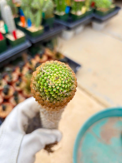 Euphorb Kaimagyoku or Hypogaea (Yellow) | Imported Plants