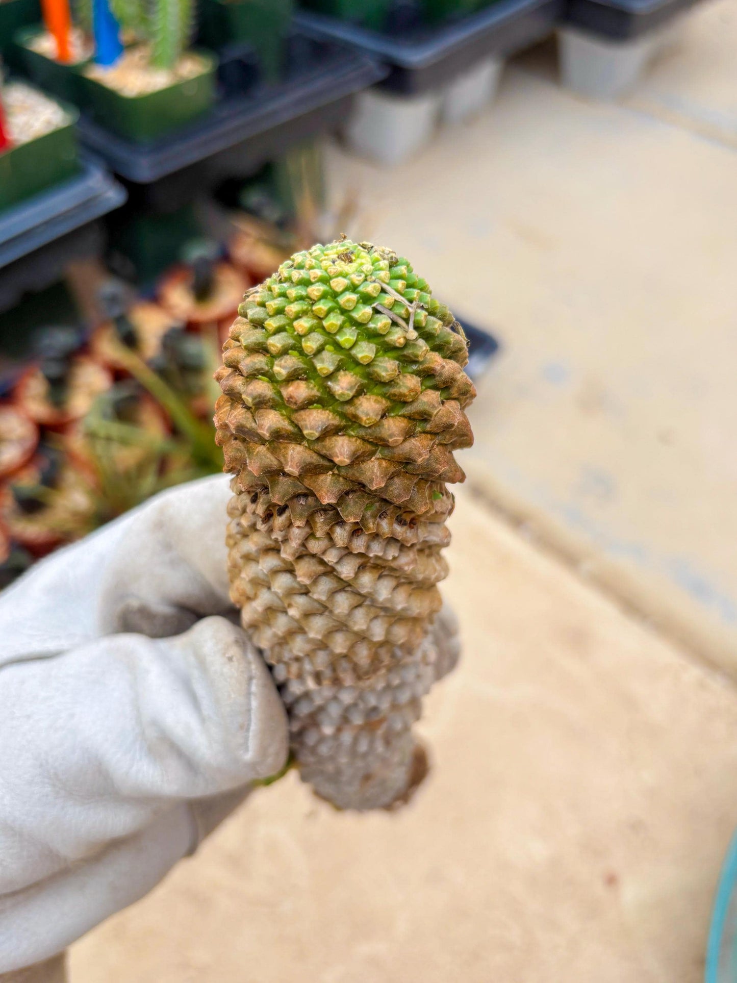 Euphorb Kaimagyoku or Hypogaea (Yellow) | Imported Plants
