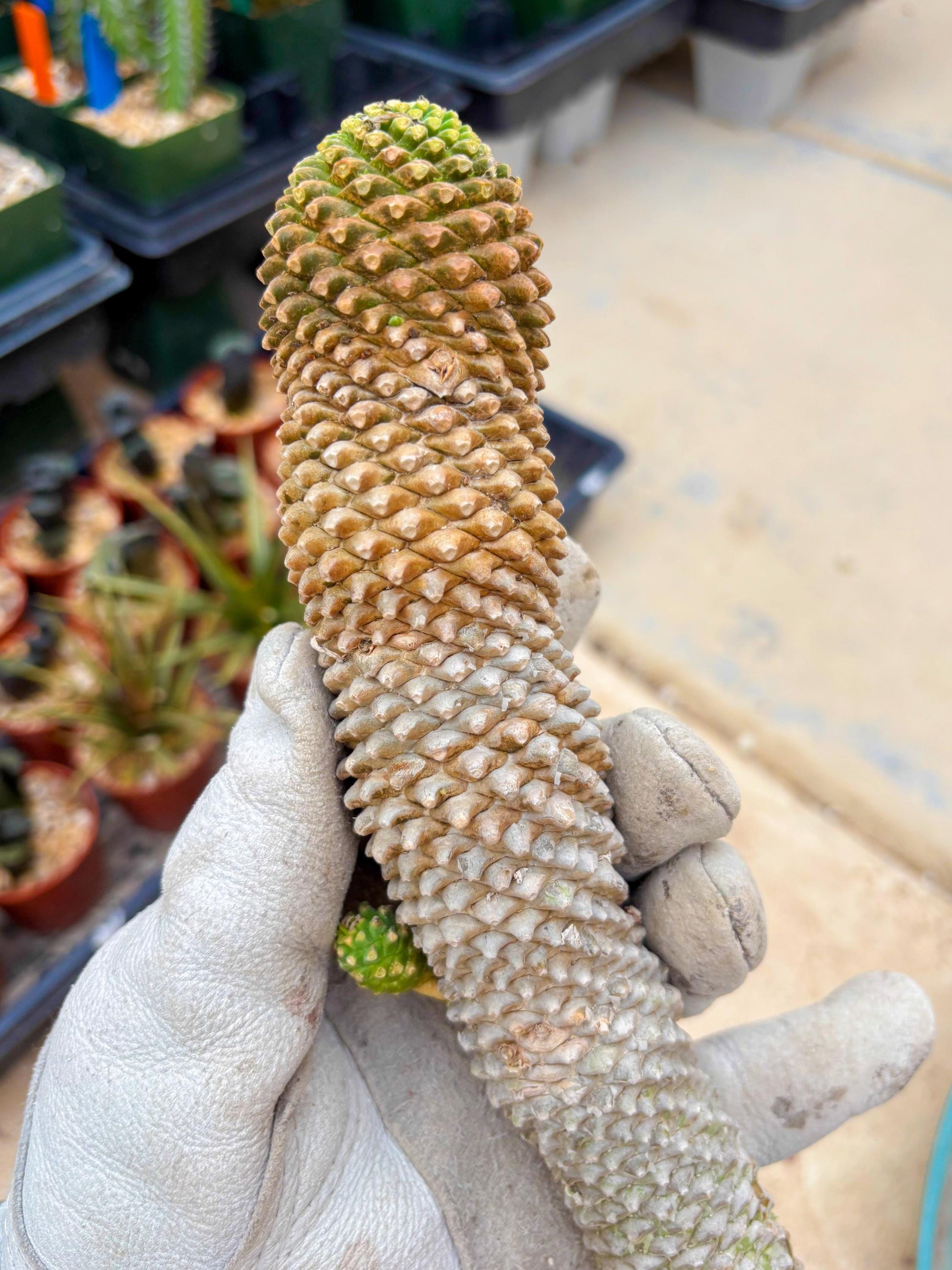 Euphorb Kaimagyoku or Hypogaea (Yellow) | Imported Plants