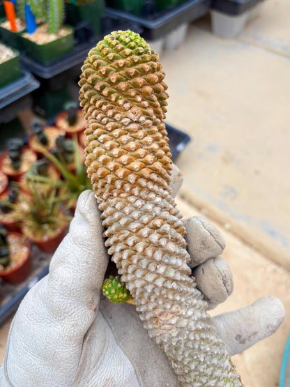 Euphorb Kaimagyoku or Hypogaea (Yellow) | Imported Plants