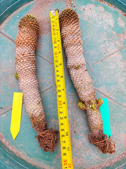 Euphorb Kaimagyoku or Hypogaea (Yellow) | Imported Plants