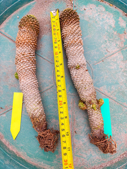 Euphorb Kaimagyoku or Hypogaea (Green) | Imported Plants