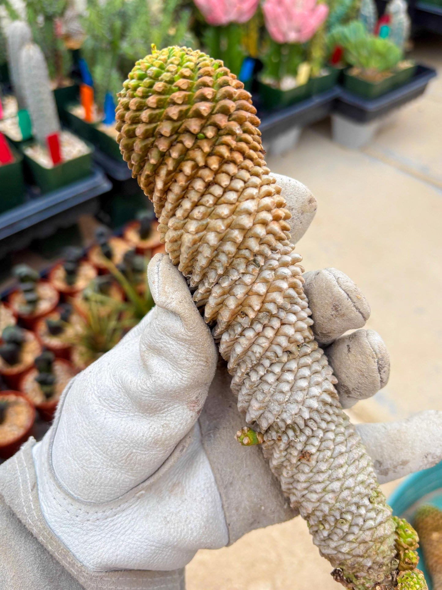 Euphorb Kaimagyoku or Hypogaea (Green) | Imported Plants