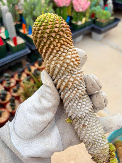 Euphorb Kaimagyoku or Hypogaea (Green) | Imported Plants