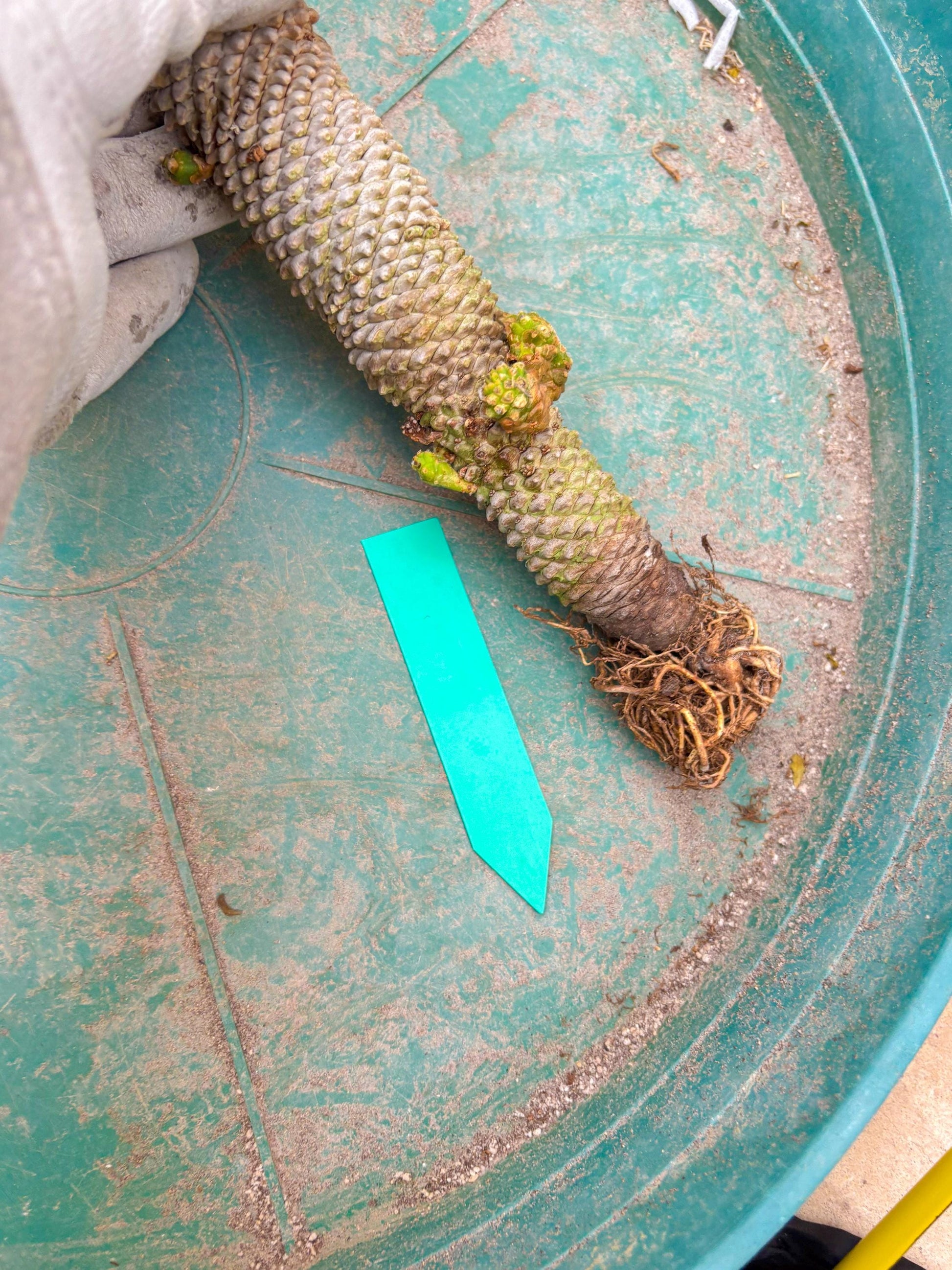 Euphorb Kaimagyoku or Hypogaea (Green) | Imported Plants